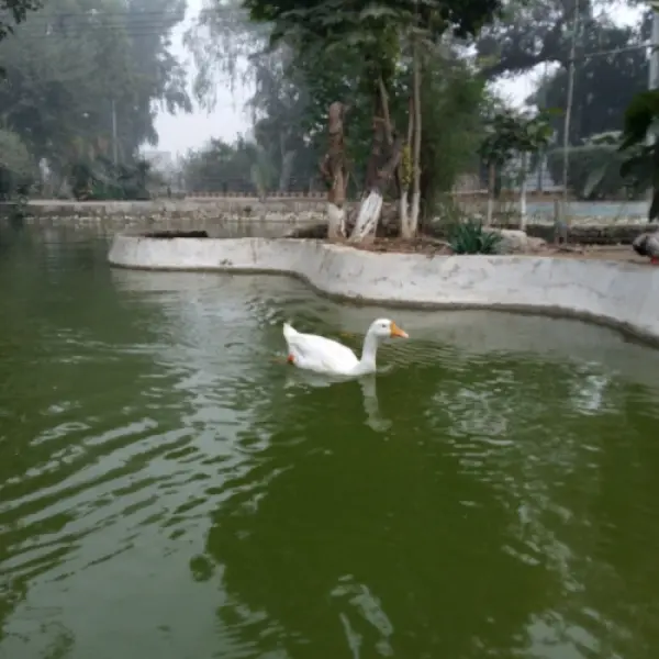 Sahiwal