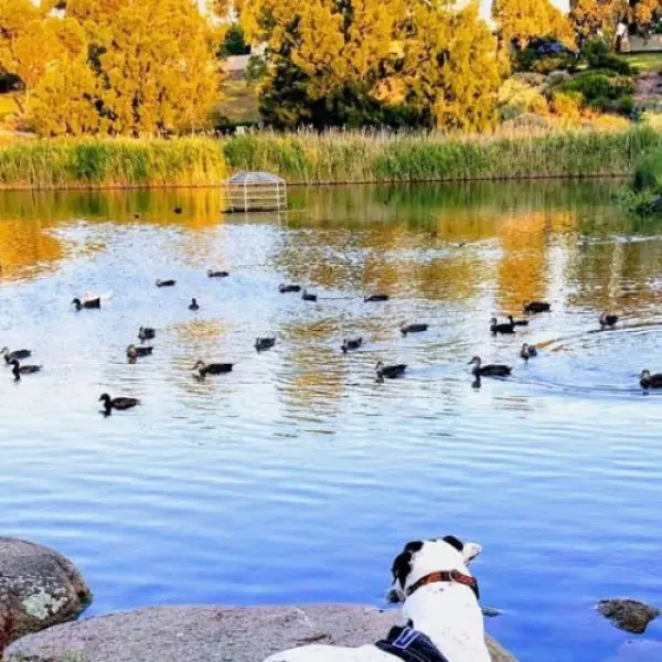 Roxburgh Park