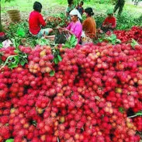 Malwana