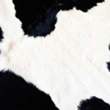 Fat Cow Media