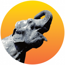 Radiant Elephant